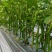 精品线椒山东临沂沂水县颜色艳丽，香辣味浓郁