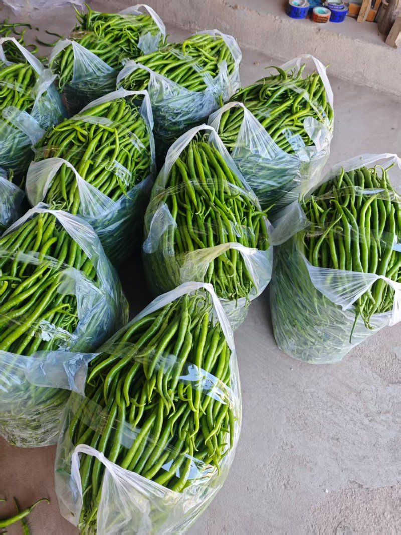 精品线椒山东临沂沂水县颜色艳丽，香辣味浓郁