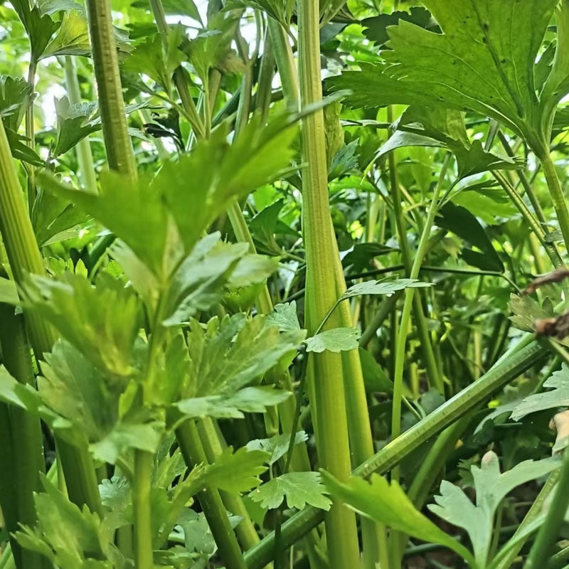 鲍芹种子实心翠绿纤维少香味浓郁无渣芹菜基地种植