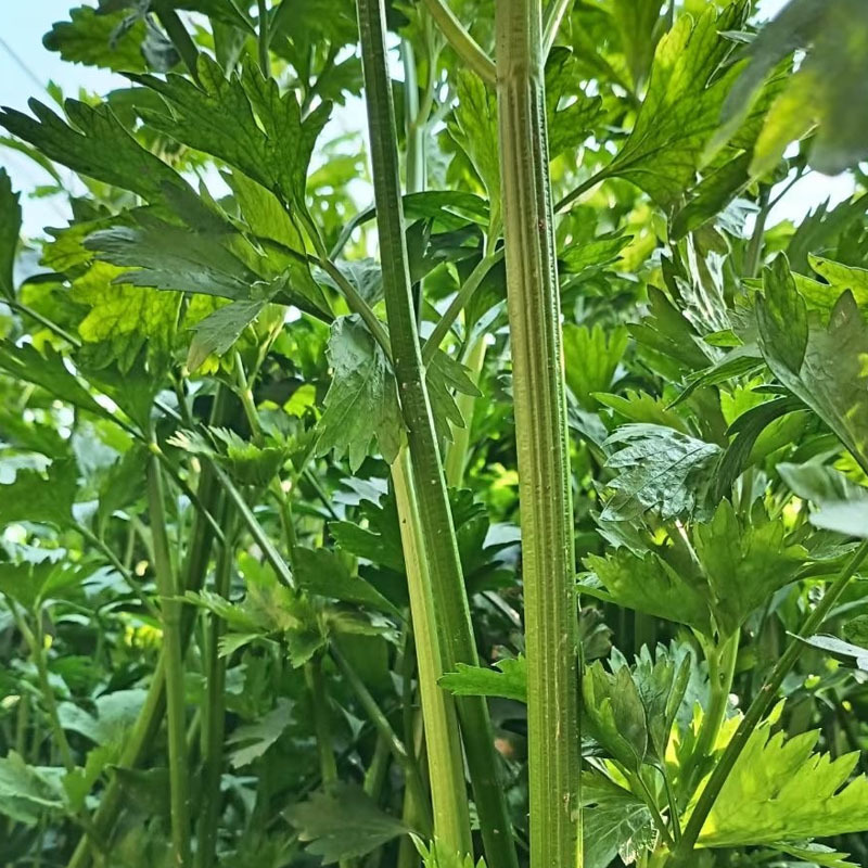 鲍芹种子实心翠绿纤维少香味浓郁无渣芹菜基地种植