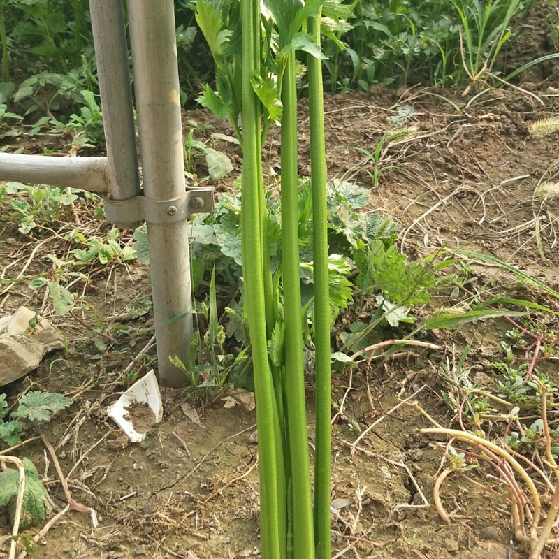 鲍芹种子实心翠绿纤维少香味浓郁无渣芹菜基地种植