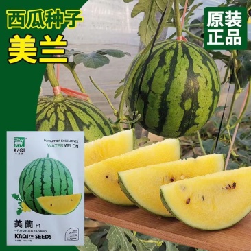 美兰礼品西瓜种子果肉晶黄色肉质甜脆不易裂果