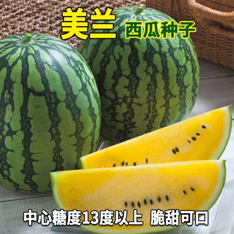 美兰礼品西瓜种子果肉晶黄色肉质甜脆不易裂果