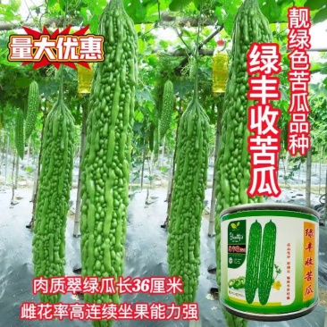 绿丰收苦瓜种子瓜色靓绿心腔小雌花率高肉质脆嫩