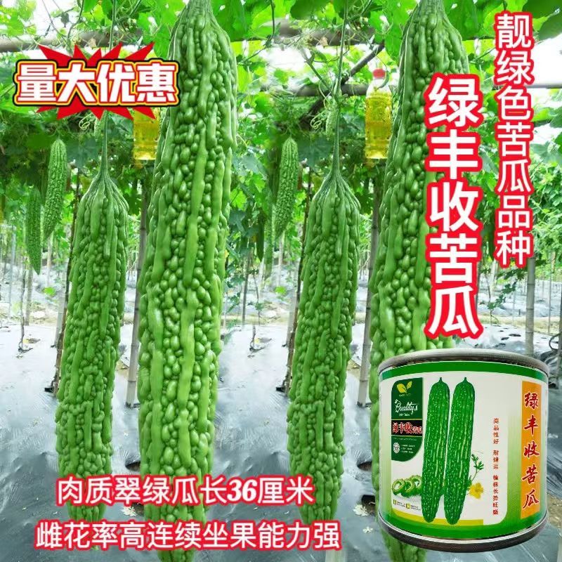 绿丰收苦瓜种子瓜色靓绿心腔小雌花率高肉质脆嫩