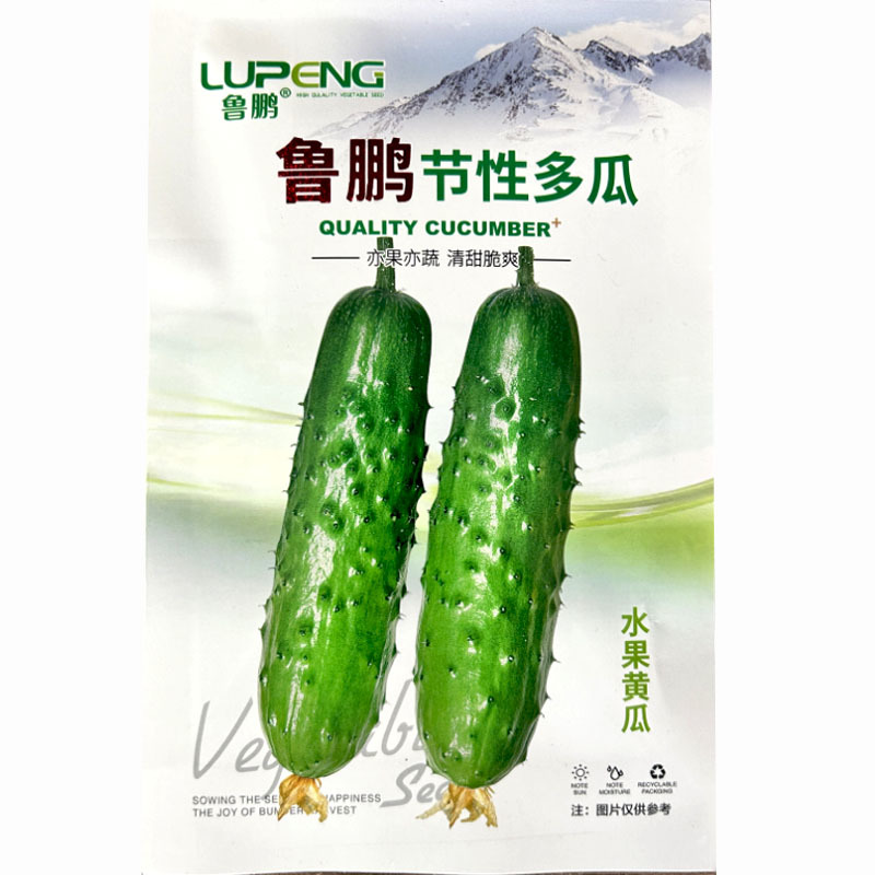 水果黄瓜鲁鹏节性多瓜早熟杂交强雌性肉厚节瓜多基地种植