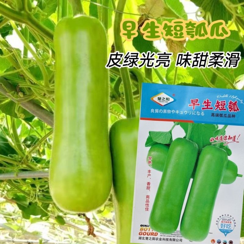 早生短瓠瓜种子早熟短棒绿油亮型果肉白色