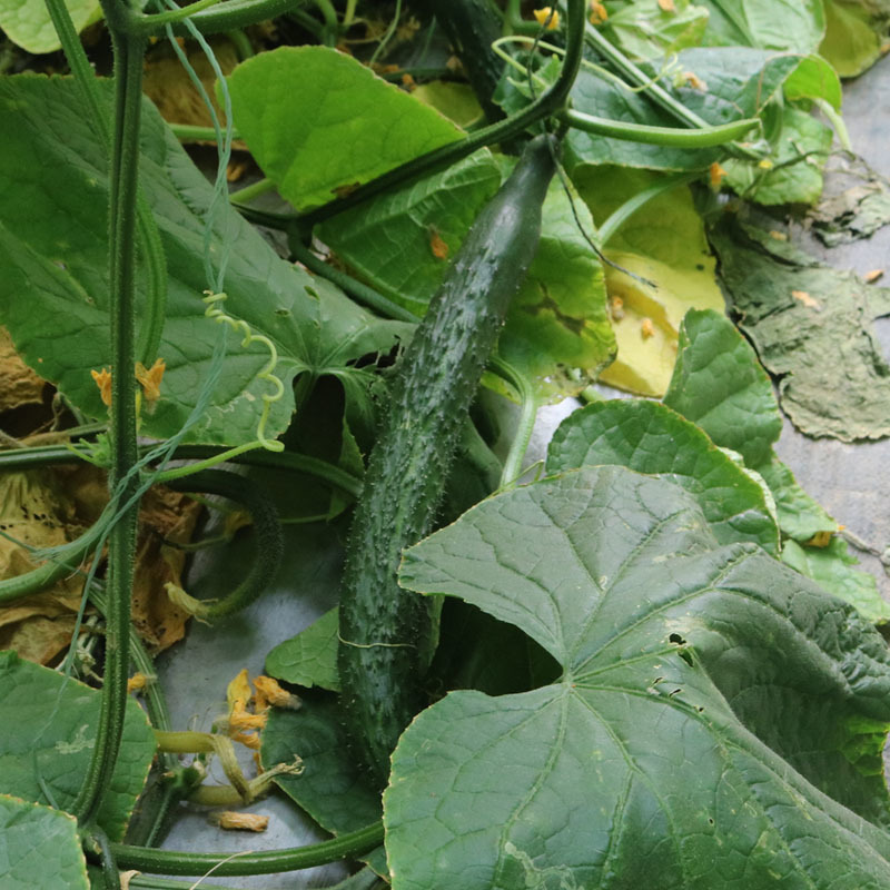 绿芯黄瓜种子早熟瓜条顺直光泽度刺密基地品种