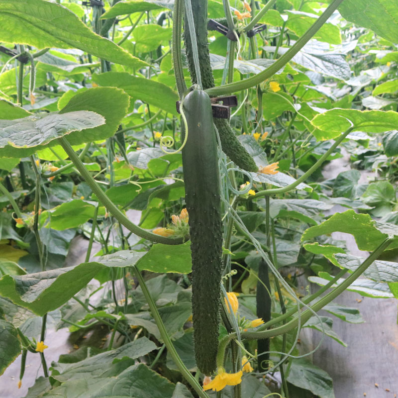 绿芯黄瓜种子早熟瓜条顺直光泽度刺密基地品种