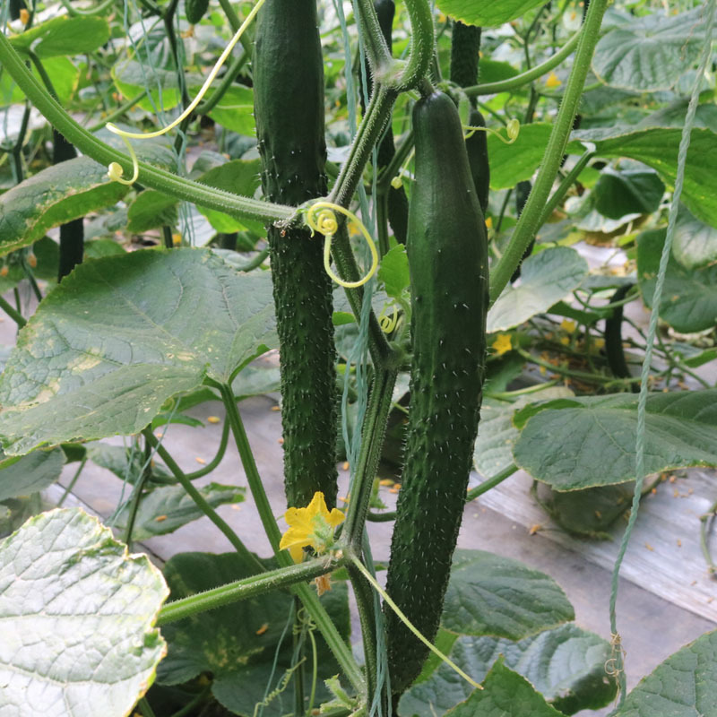 绿芯黄瓜种子早熟瓜条顺直光泽度刺密基地品种