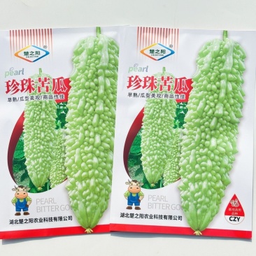 珍珠苦瓜种子早熟肉厚细脆采收期长瓜色绿白有光泽