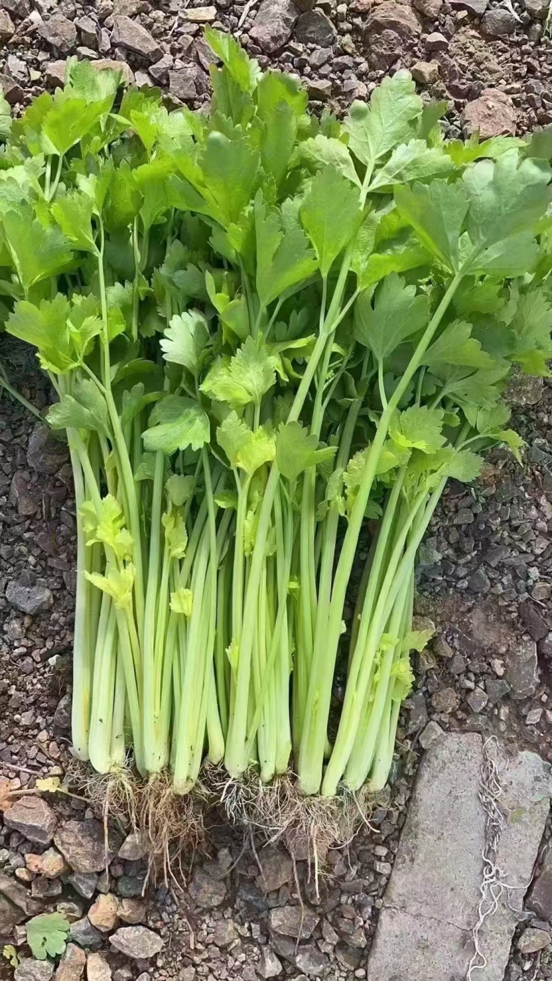云南黄芹香芹品种可选可配，云南货共51个包含四大金刚