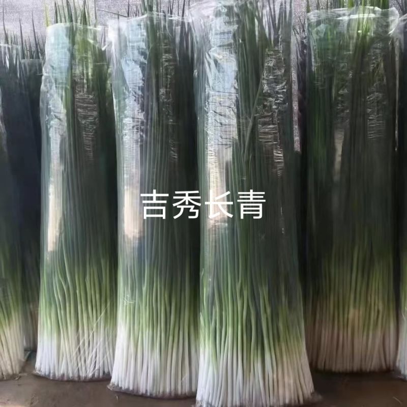 吉秀长青香葱种子耐热耐寒颜色墨绿口味浓郁