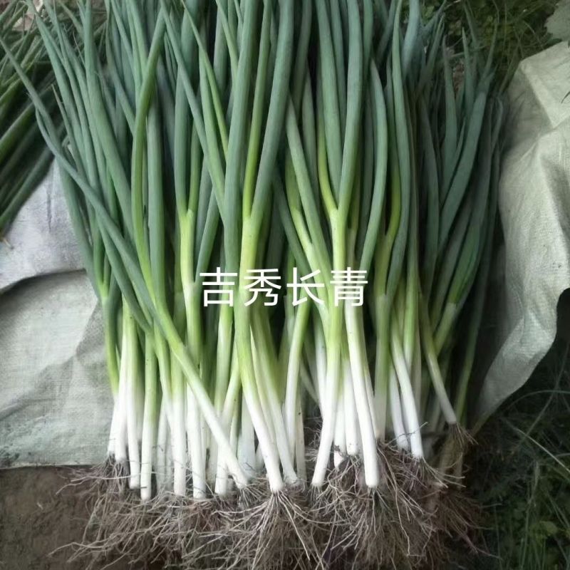 吉秀长青香葱种子耐热耐寒颜色墨绿口味浓郁