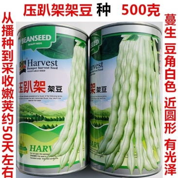 压趴架架豆种子早熟豆角白色近圆形豆角密度大