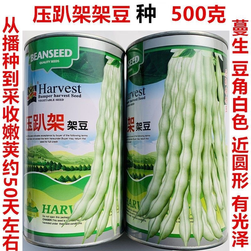 压趴架架豆种子早熟豆角白色近圆形豆角密度大