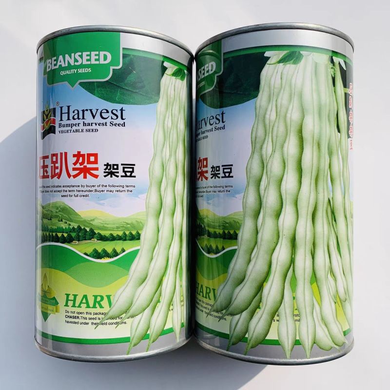 压趴架架豆种子早熟豆角白色近圆形豆角密度大