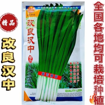 改良汉中韭菜种子抗寒抗病抗倒速生叶色浓绿