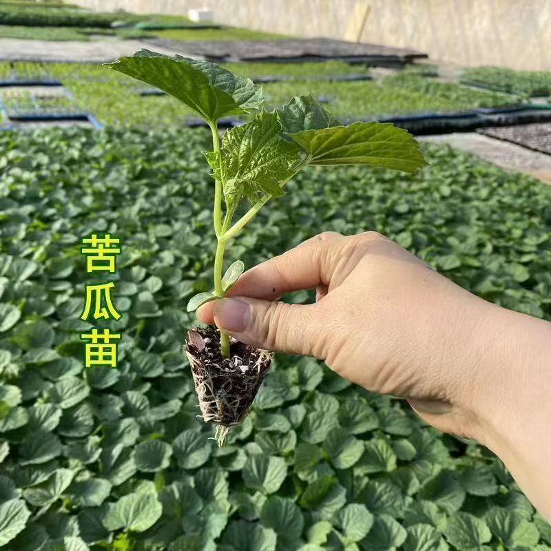 【精选】江苏沭阳精品苦瓜苗基地供应现挖现发一手货源