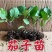 各种颜色茄子苗大量供应一手货源口感好产量高