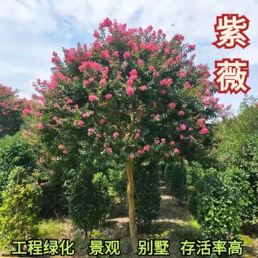 紫薇红火箭规格齐全源头基地现货供应