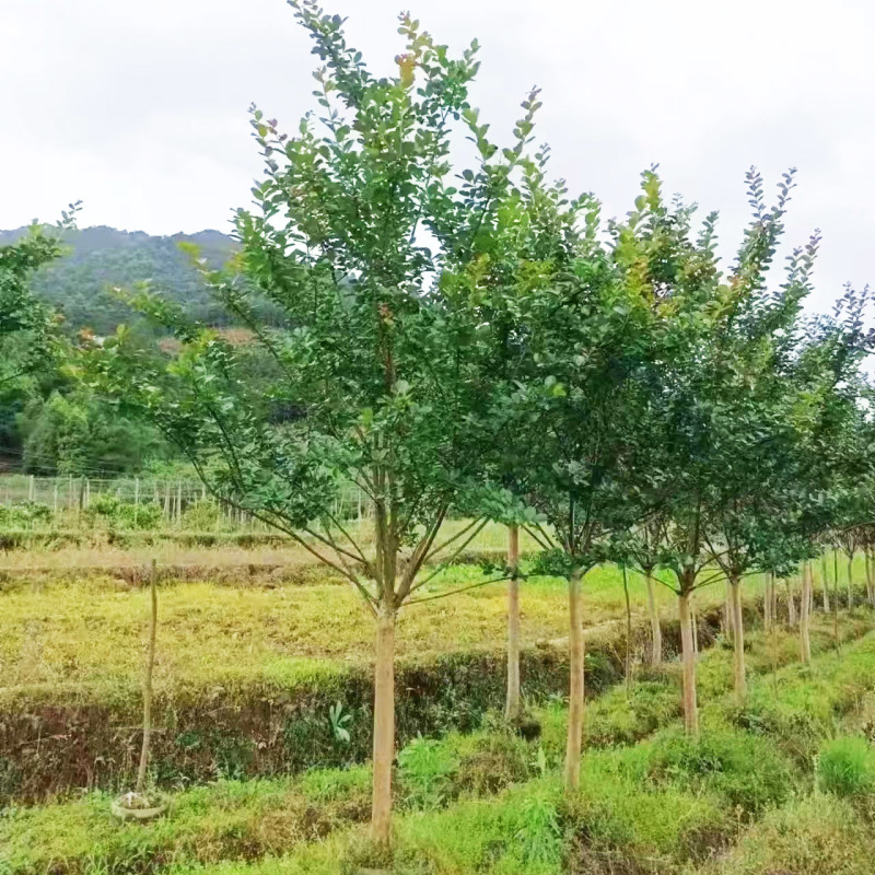 紫薇红火箭规格齐全源头基地现货供应