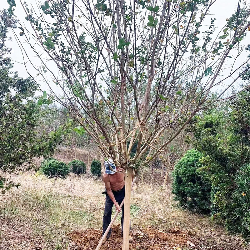 紫薇红火箭规格齐全源头基地现货供应