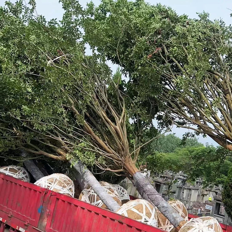 紫薇红火箭规格齐全源头基地现货供应