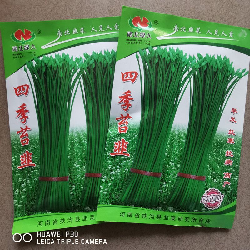 四季苔韭种子早发抗寒抗病可四季抽苔叶色浓绿抗倒伏