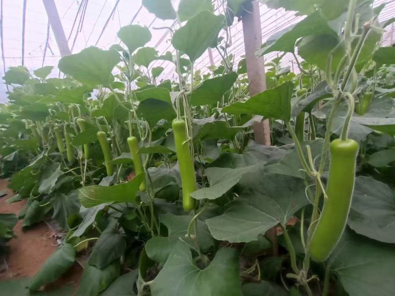 【实力】山东淮坊精品瓠瓜新鲜上市价格从优质量保证