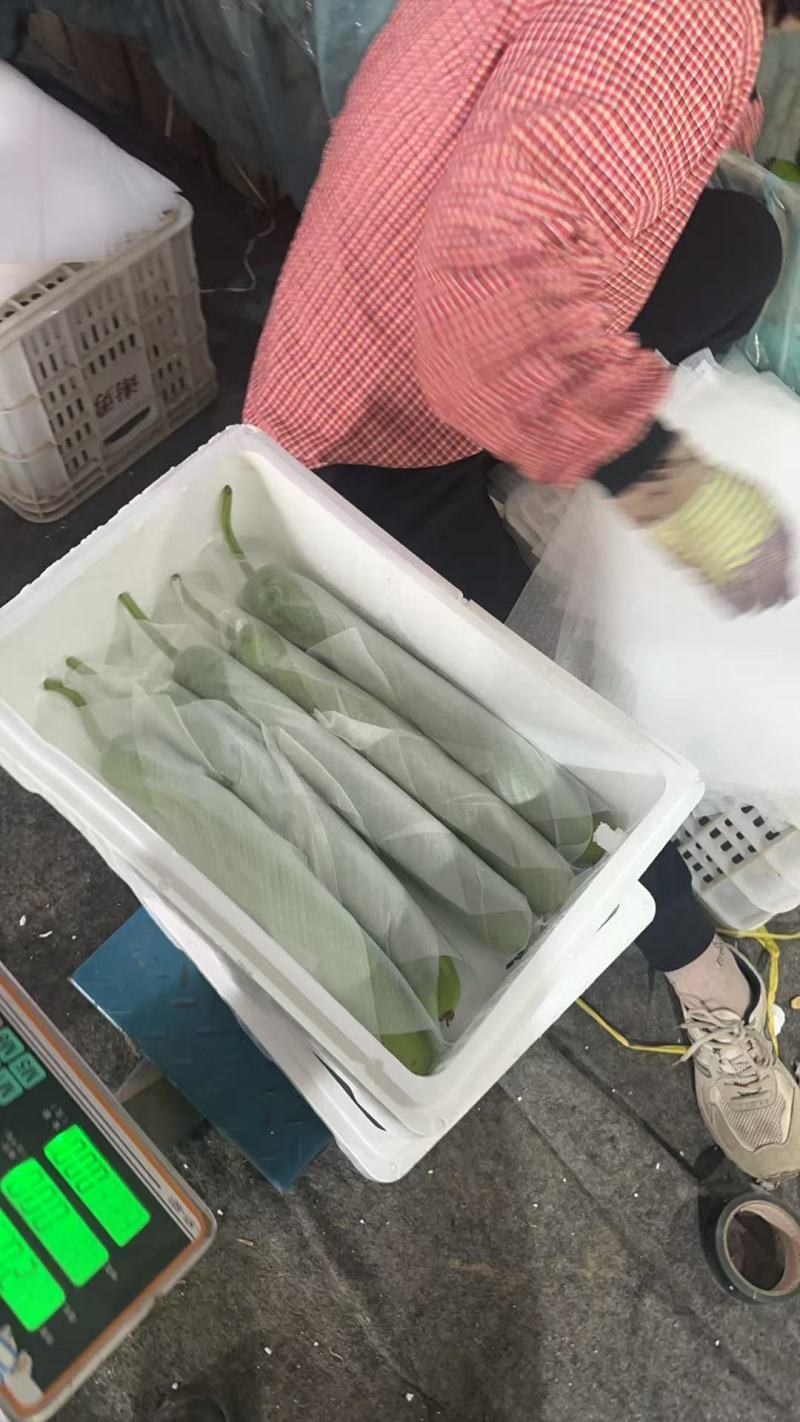 【实力】山东淮坊精品瓠瓜新鲜上市价格从优质量保证