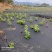 枸杞苗基地直供提供技术指导对接全国欢迎进店咨询