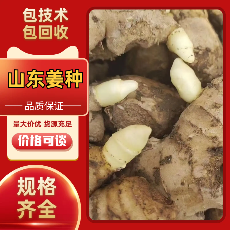 姜种山东生姜368脱毒高产一手货源技术指导全国发货