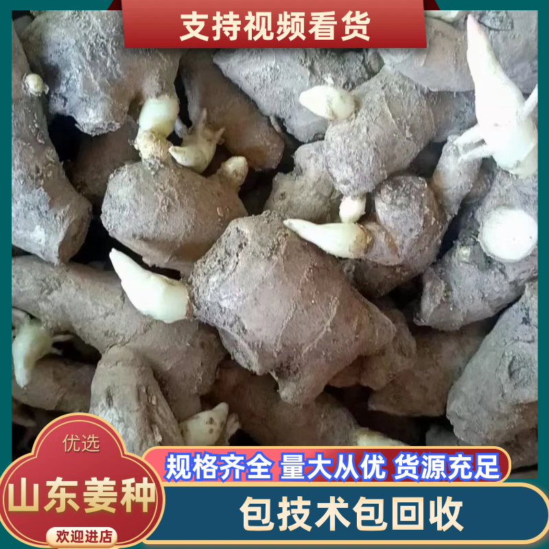 山东姜种368高产王姜种，规格齐全（包技术包回收）产量高