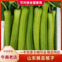 【实力】山东淮坊精品瓠瓜新鲜上市价格从优质量保证