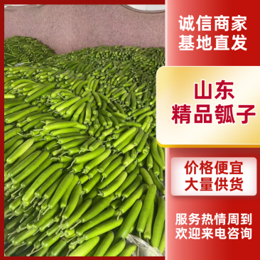 瓠瓜新鲜上市基地直发质量保证价格从优欢迎选购