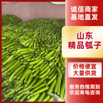 【精选】山东淮坊精品瓠瓜产地直发瓠子瓜大价格从优欢迎采购