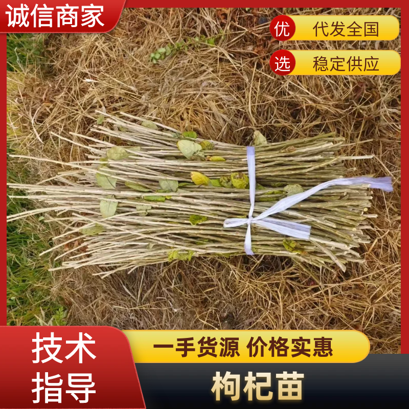 枸杞苗基地直供提供技术指导对接全国欢迎进店咨询
