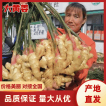 大黄姜大量现货供应，规格齐全，可视频看货对接电商市场