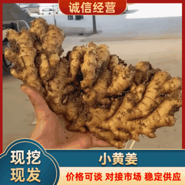 精品山东小黄姜，货源充足，对接全国电商市场批发商