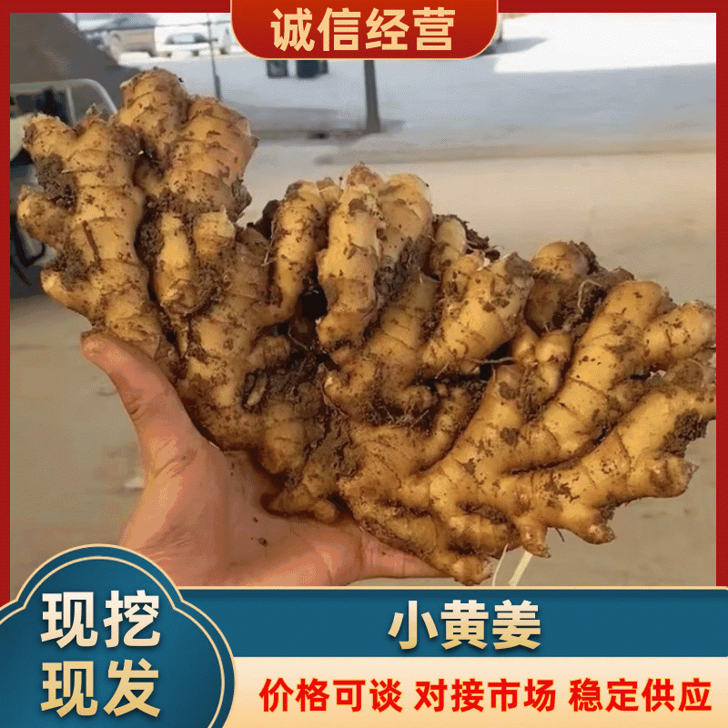精品山东小黄姜，货源充足，对接全国电商市场批发商