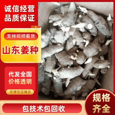 山东姜种368高产王姜种，规格齐全（包技术包回收）产量高