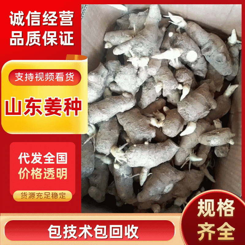 山东姜种368高产王姜种，规格齐全（包技术包回收）产量高