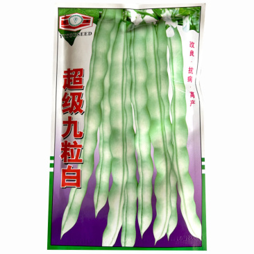 超级九粒白芸豆种子早熟开白花老来少春秋四季种植