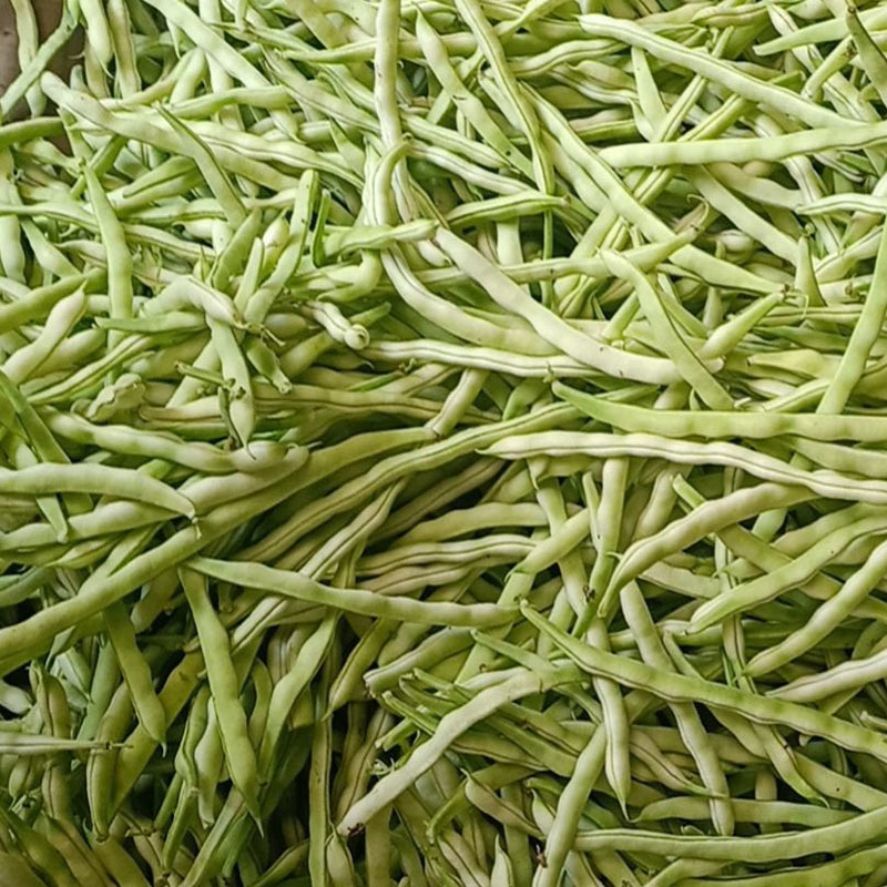 超级九粒白芸豆种子早熟开白花老来少春秋四季种植