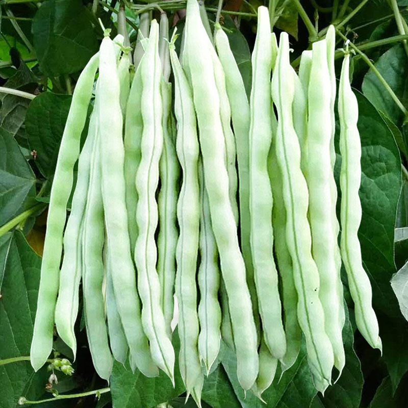超级九粒白芸豆种子早熟开白花老来少春秋四季种植