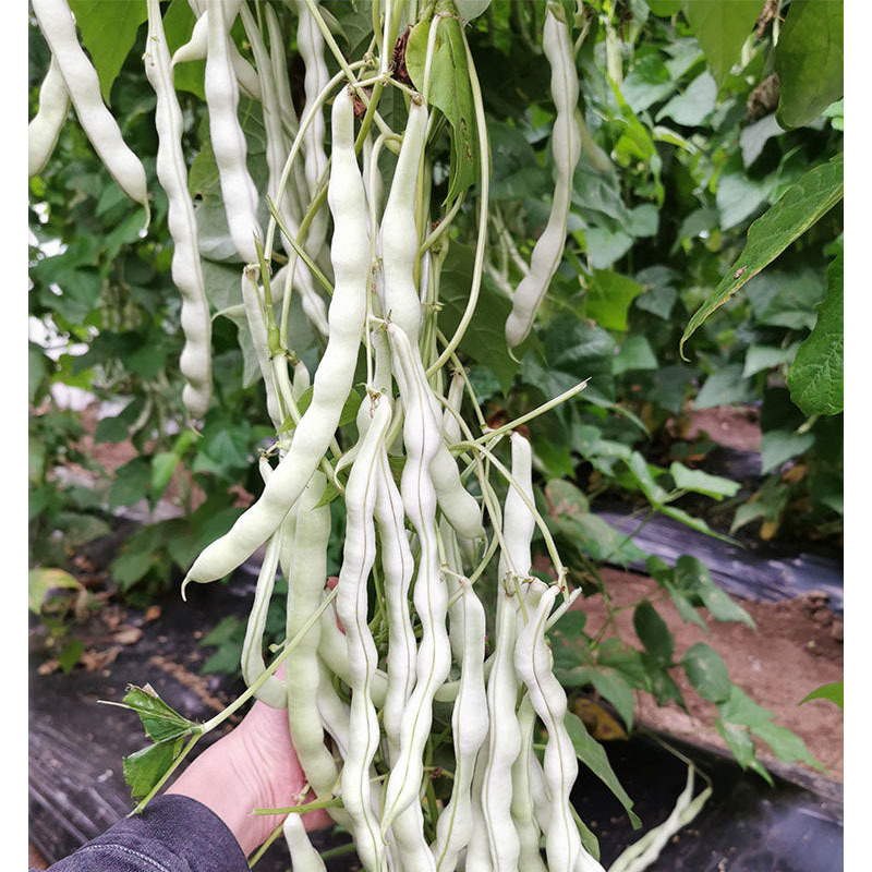 超级九粒白芸豆种子早熟开白花老来少春秋四季种植