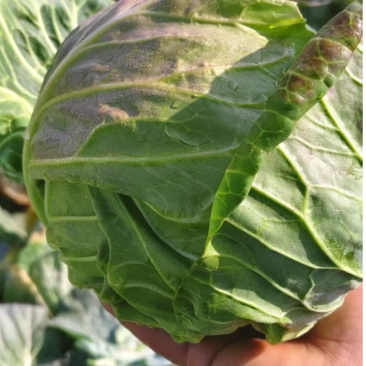 【推荐】湖北精品甘蓝，产地直发量大价优可视频看货欢迎