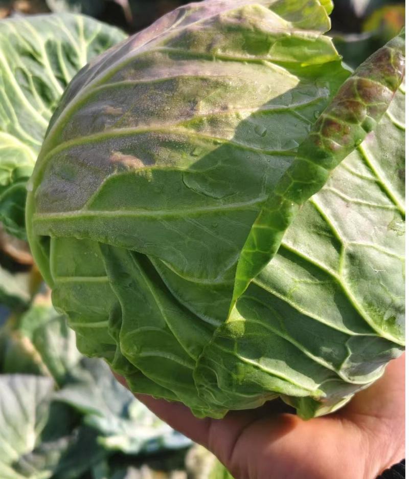 【推荐】湖北精品甘蓝，产地直发量大价优可视频看货欢迎