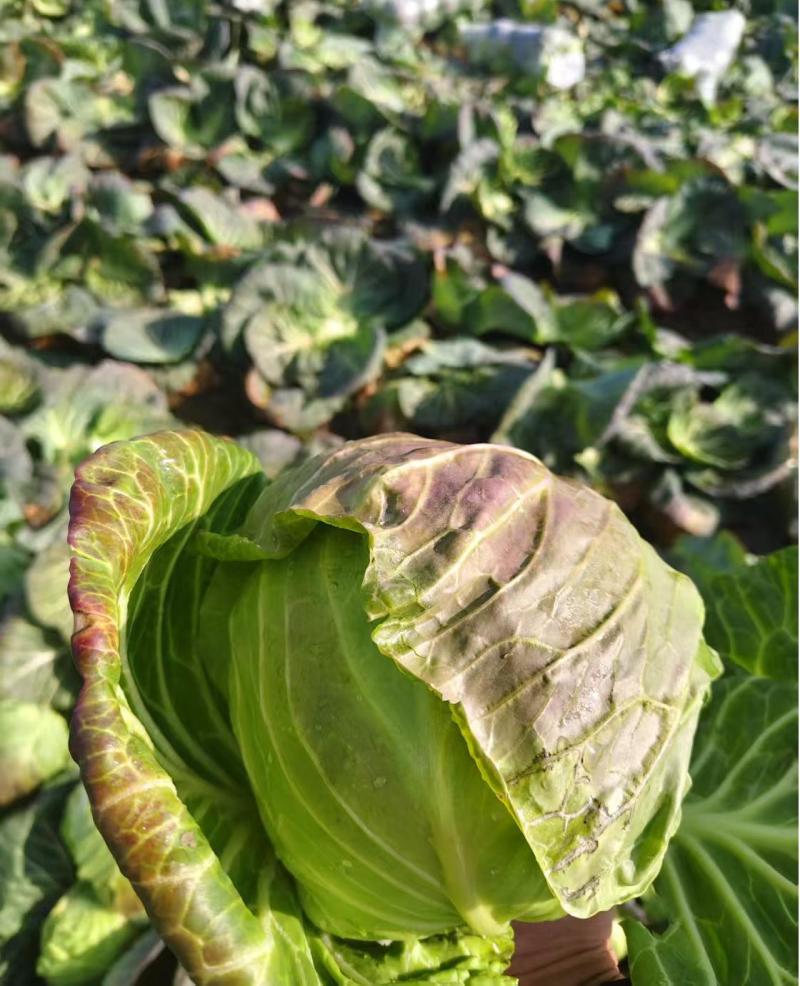【推荐】湖北精品甘蓝，产地直发量大价优可视频看货欢迎